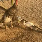 ديك رومي وثلاث دجاجات منتج