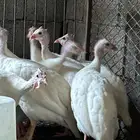 طقم حبش ابيض