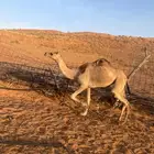 بكرة قصب حقة