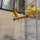 للبيع ثلاث ذكور كناري