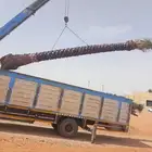 للبيع نخل فسايل فروخ نقايل واشنطني خلاص صقعي مجدول برحي سكري