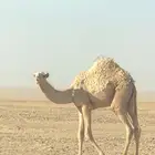 حاشي للبيع