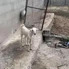 تيس للبيع