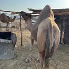 جمل أحمر طيب