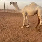 للبيع قعود علياني