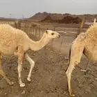 خلفة وضحي تحته قعود عمره 3 شهور