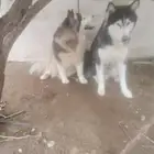 كلاب هاسكي للبيع