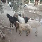 برابر العدد 6