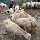 خرفان ذبايح و تربية بلدي
