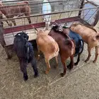 تيوس ذبايح