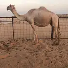 ناقه خلفه