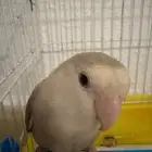 ببغاء الروز جدة حي الامير عبد المجيد