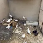 حمام هومر شامي