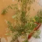 زرع