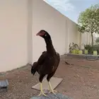دجاجه شامو يباني