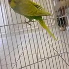 طيور بادجي طيور الحب ب120ريال