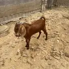 مشروع فحل البيع