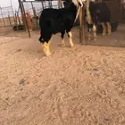 خروف نجدي توه مهدود حلال