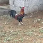 ديك بلدي شرط الصحة