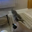كوكتيل اليف للبيع