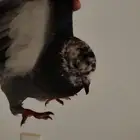 حمام للبيع