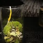 تيراريوم نبات داخلي يصلح هدية و ديكور صنع بحب