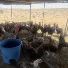 دجاج طيب للبيع عدد 60