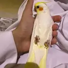 كروان ذكر