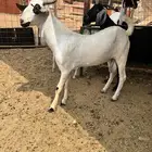 مشروع بيشي صنف