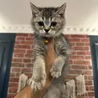 للبيع قط سكوتش ستريت