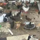 دجاج للبيع