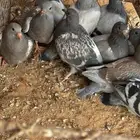 فراخة زاجل