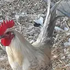 ديك فيومي المنيوم