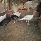 دجاج وديكة رومي