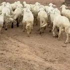 خرفان للبيع