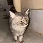 قطة للتبني