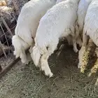 طليان
