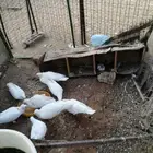 حمام مصري مع فرنسي حجم كبير مع عياله للبيع