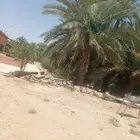 تمر خضري براس النخل