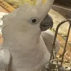 ببغاء كوكاتو ترايتون