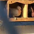 حمام زينه