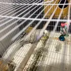 عصفور بادجي واحد