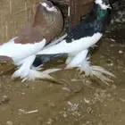 حمام نفاخ