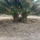 نخل للبيع خلاص مثمره وسكري وبرحي وواشنطن ونوايع أخرى