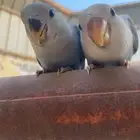 فرخ روز اهدد واليف ومفطوم