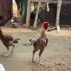 دجاج هندي للبيع