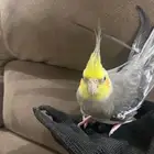 ببغاء كروان انثى للبيع