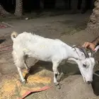 ماعز جنوبي
