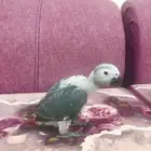 فرخ كاسكو(تم البيع)