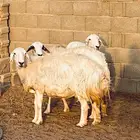 حريات مصاريع